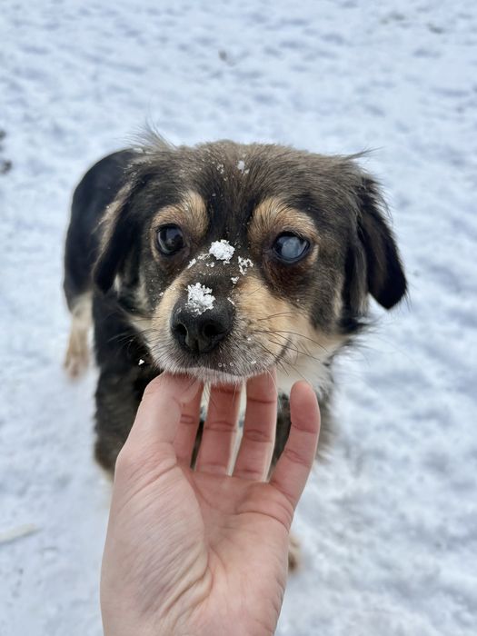 mikrosunia do adopcji