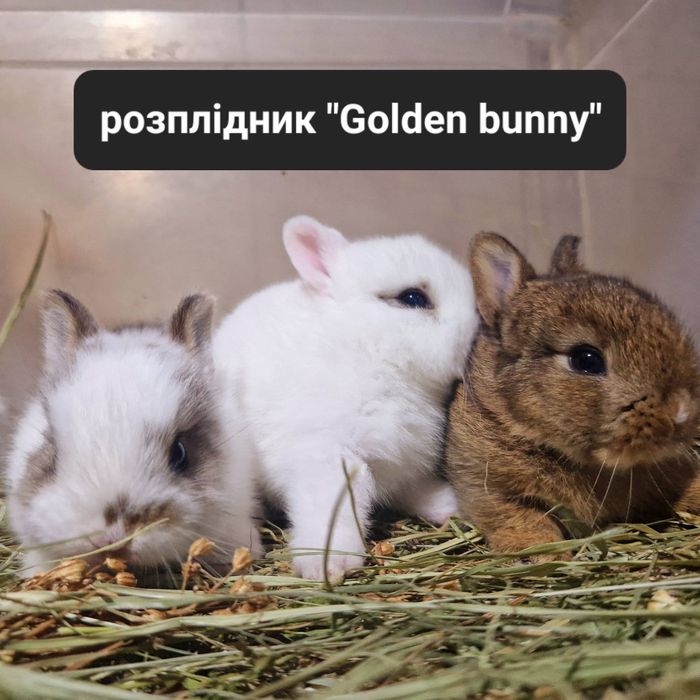 Гермеліни екстра класу з документами,щепленням та родоводом!!!