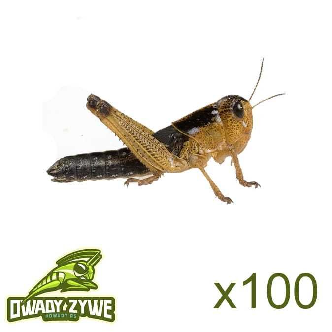 Szarańcza wędrowna SUB od 45gr