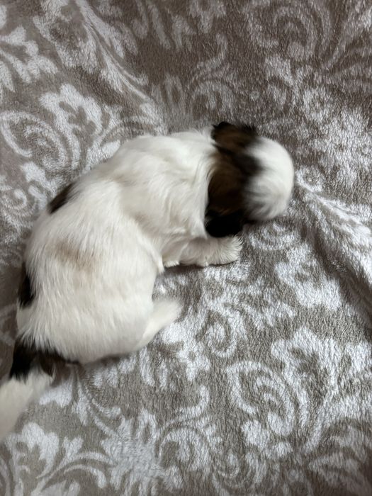 Piesek rasy shih tzu Ares    Rezerwacja