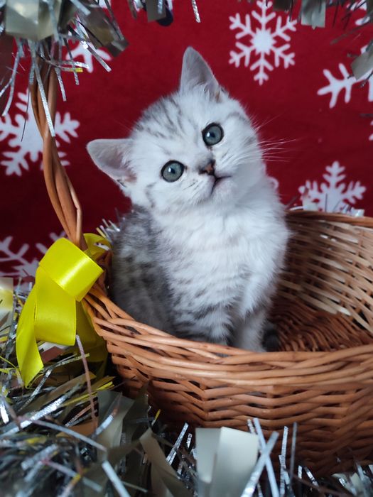 Котята шотландские, вискасный котенок