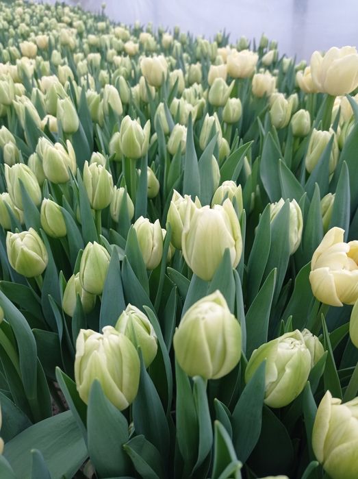 Тюльпани на 8 березня 14 лютого