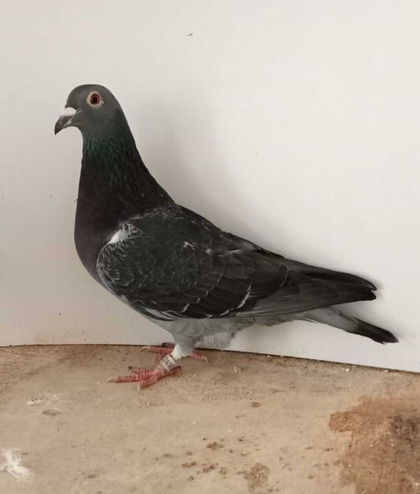 Lindo pombo correio de fundo