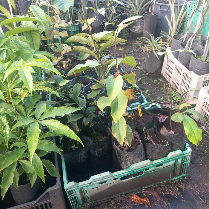 Plantas Tropicais e exóticas