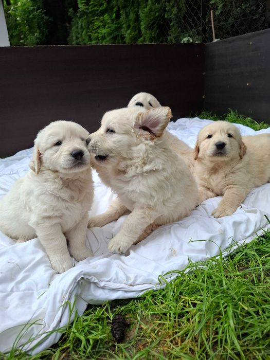 Suczka Golden Retriever