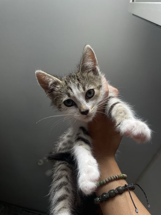 Котики, хлопчик та дівчинка