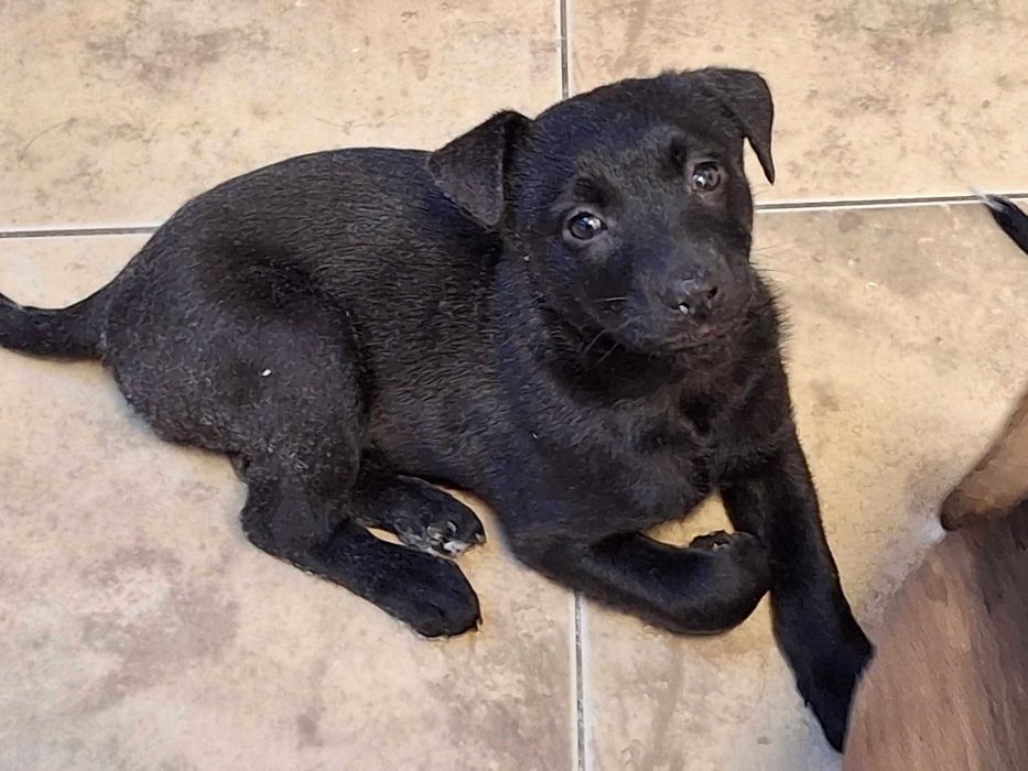 Szczeniaczek czarna suczka szuka domu