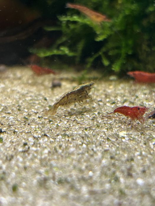 Neocaridina Wild Type / Descartes