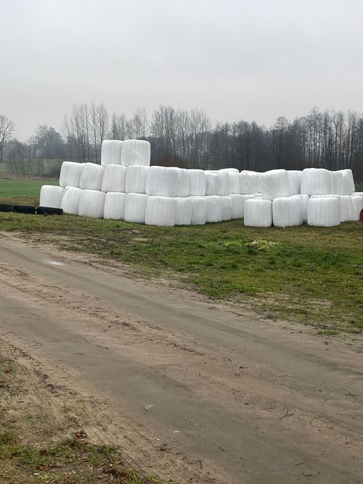 Sianokiszonką baloty z koniczyny czerwonej