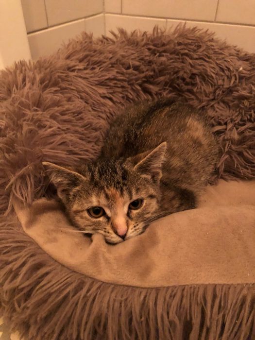 Śliczna pręgowana 3,5 miesięczna mała kotka do adopcji