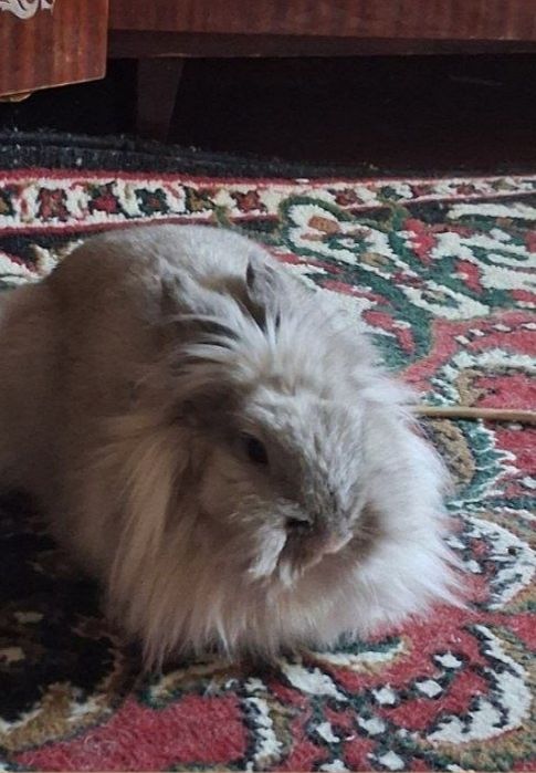 Віддам кролика в хороші руки