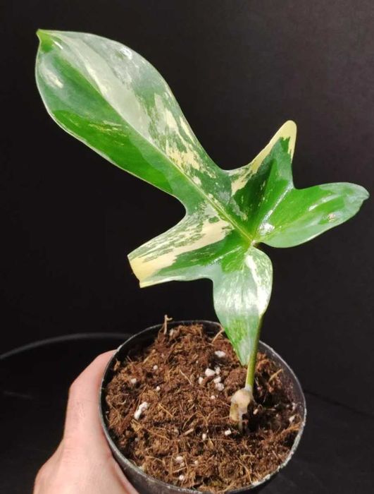 Philodendron Florida beauty