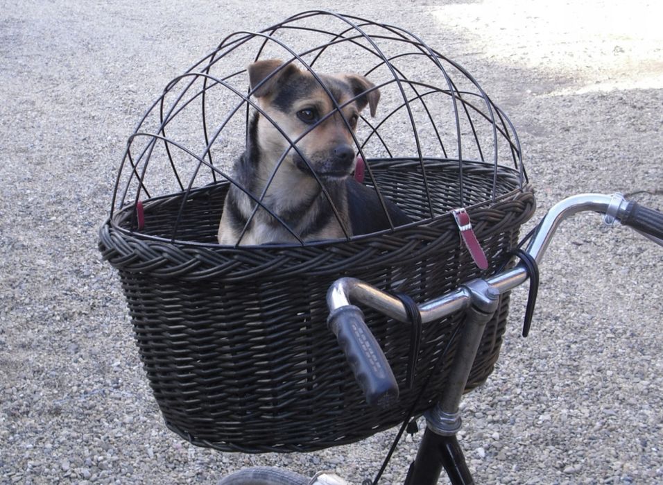 Duży transporter wiklinowy na rower dla psa