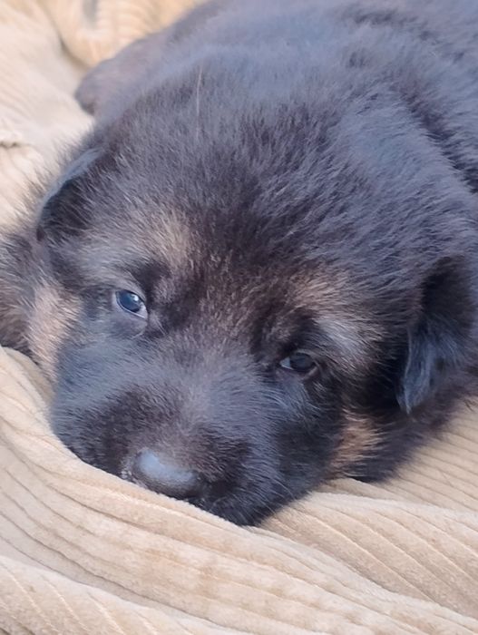 Продам цуценят німецької вівчарки