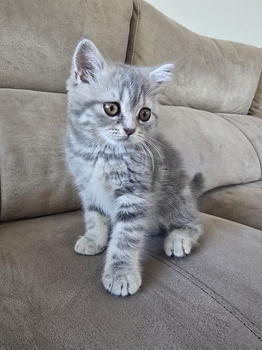 Gatinha Scottish Straight, Silver Tabby