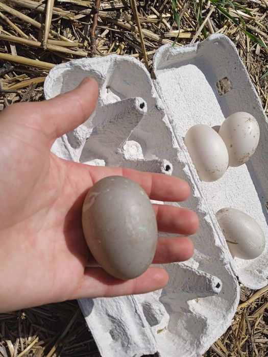 Продам. Инкубационные яйца уток каюга.