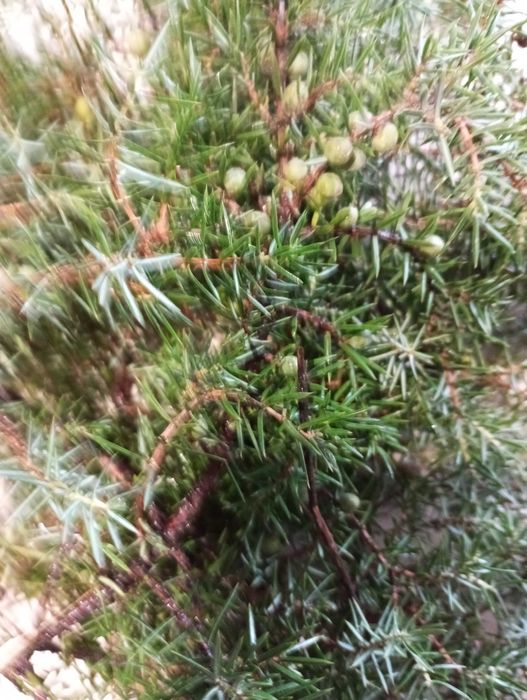 Jałowiec gałązka owoc 500g świeża idealna na stroiki i nne dekoracje