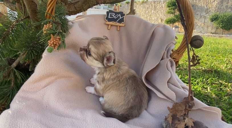 Chihuahua de pelo comprido