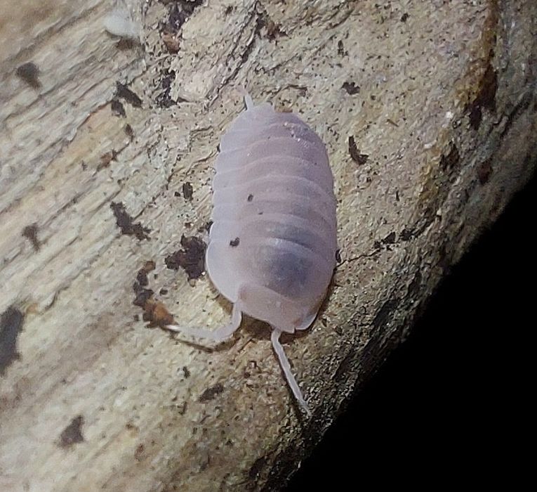 Cubaris murina papaya