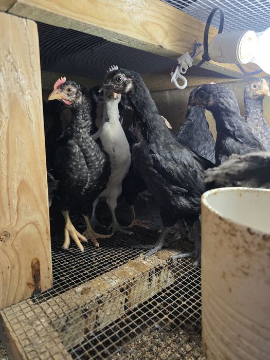 Silki ,hamburskie,lakenvender, biegusy,kogutki mix