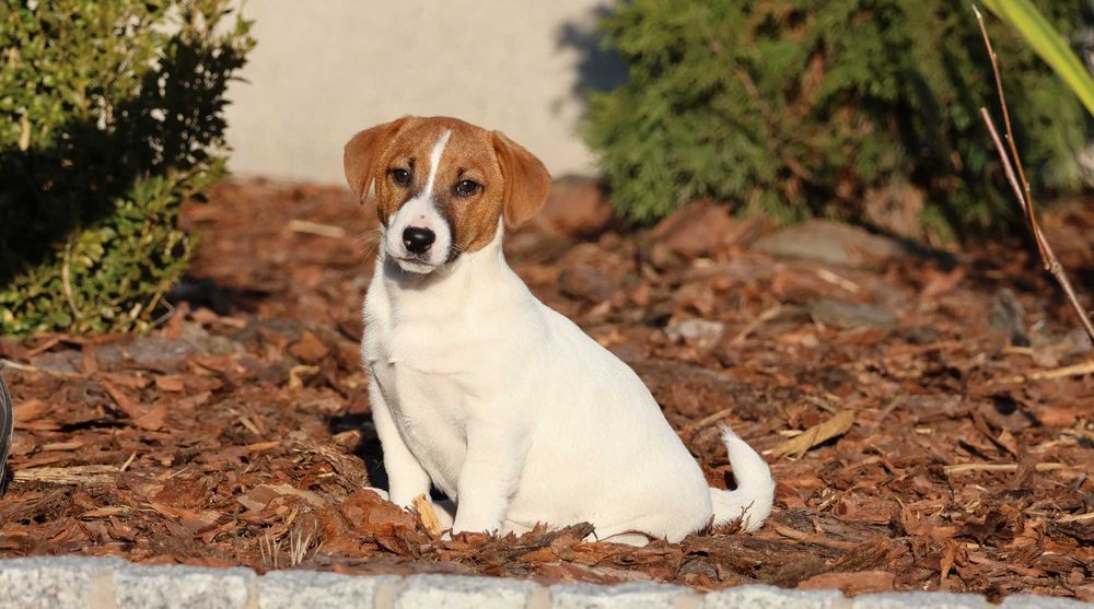 ASTOR 2,5miesięczny Jack Russell Terrier ZKwP(FCI) z wzorcowej hodowli