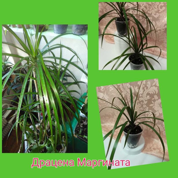 Фикусы 6 сортов; кротоны Голд Сан  и Санни Стар; сингониумы и драцены