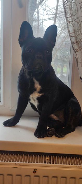 Продаж щенков французского бульдога