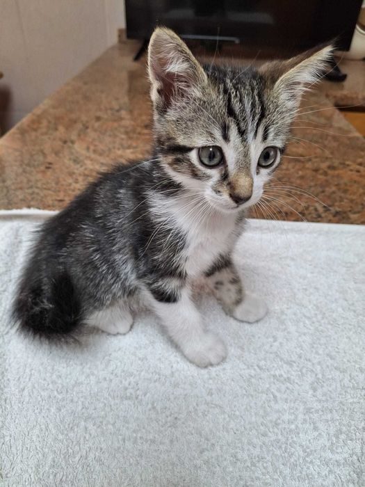 Gatinhos (M) para adoção responsável