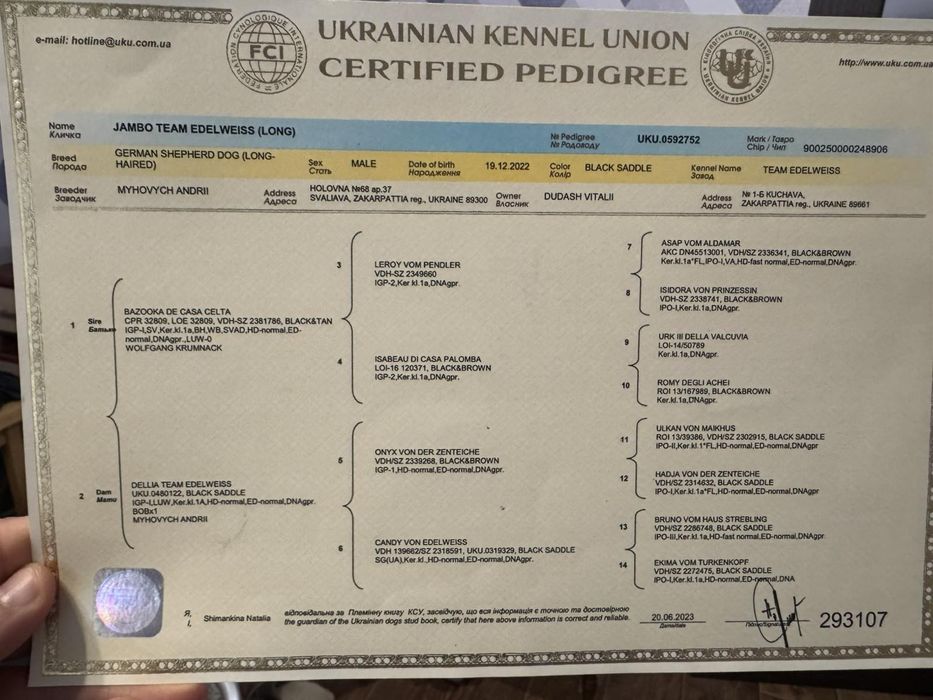 Довгошерстний неймовірний кобель