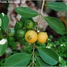 Plantas  Aracas amarelos