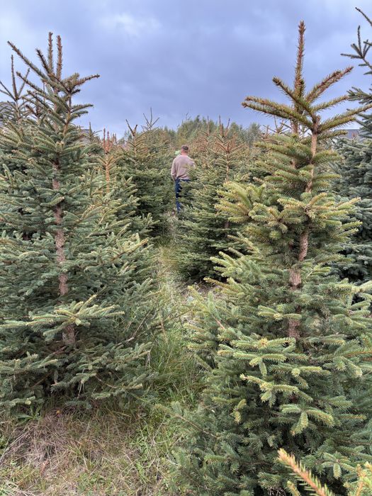 Choinki Swierk pospolity cena hurtowa