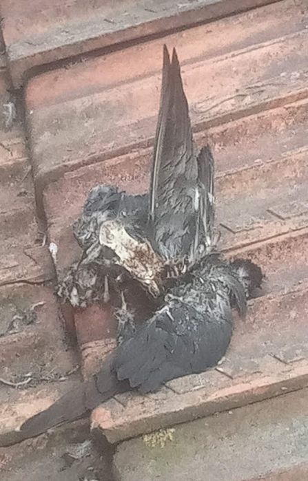 Serviços de pinturas, cappoto,portas, janelas  e outros