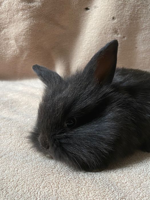 Vendo coelhinhos anões