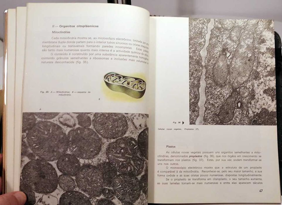 Compêndio de Biologia, 1º Ano do C. Complementar dos Liceus