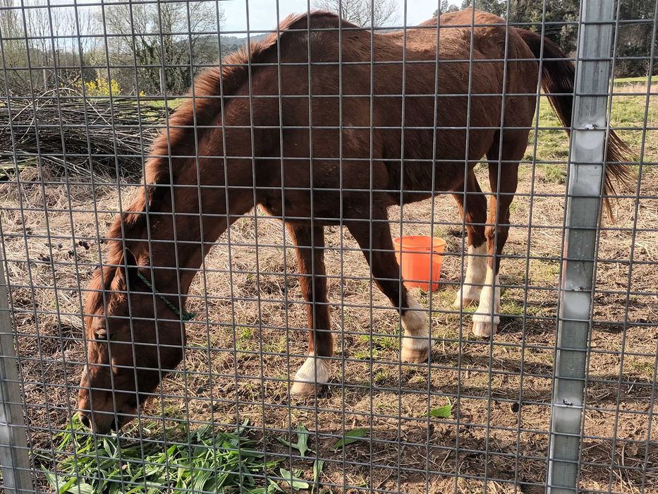 Cavalo luso.arabe bonito meigo