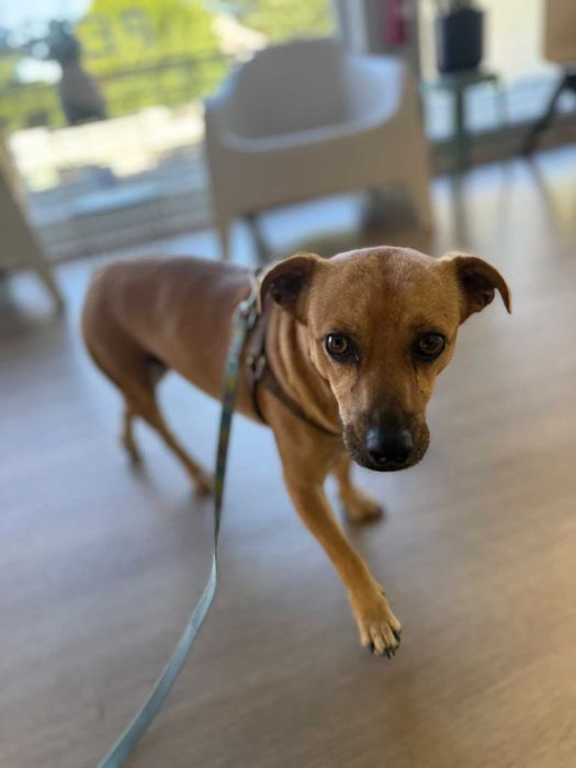 Buddy para adoção responsável
