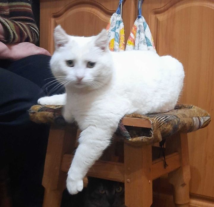 Кішка American curl