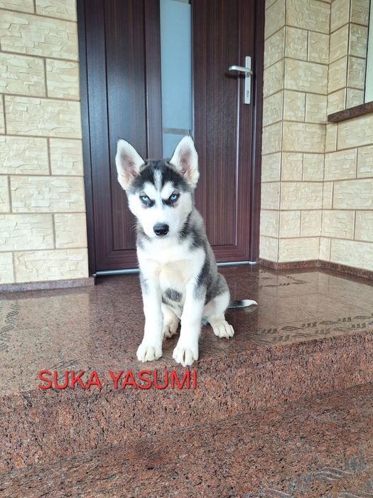 Husky Syberyjski
