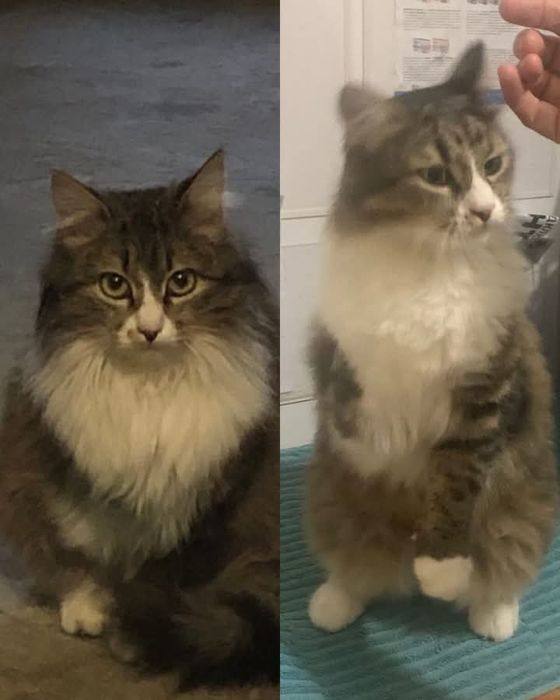 Пухнаста особлива красуня