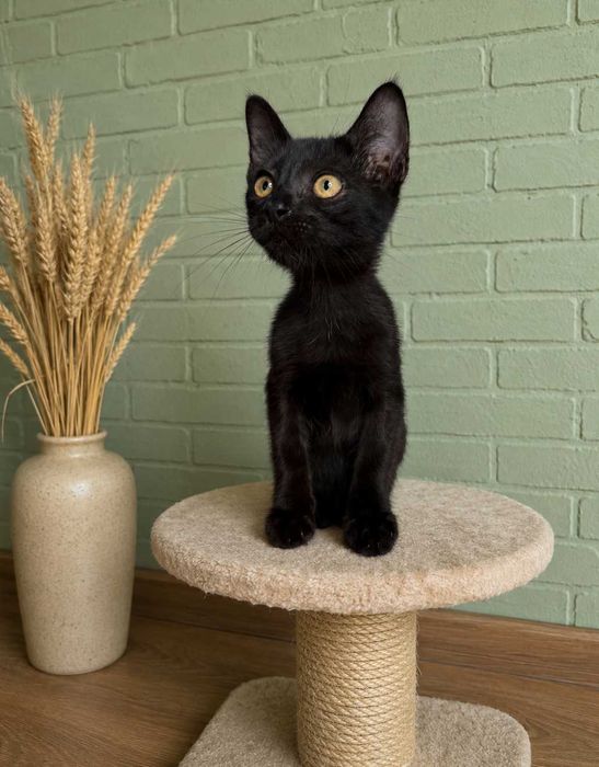 Отдам черного котенка, мальчик,  2 месяца