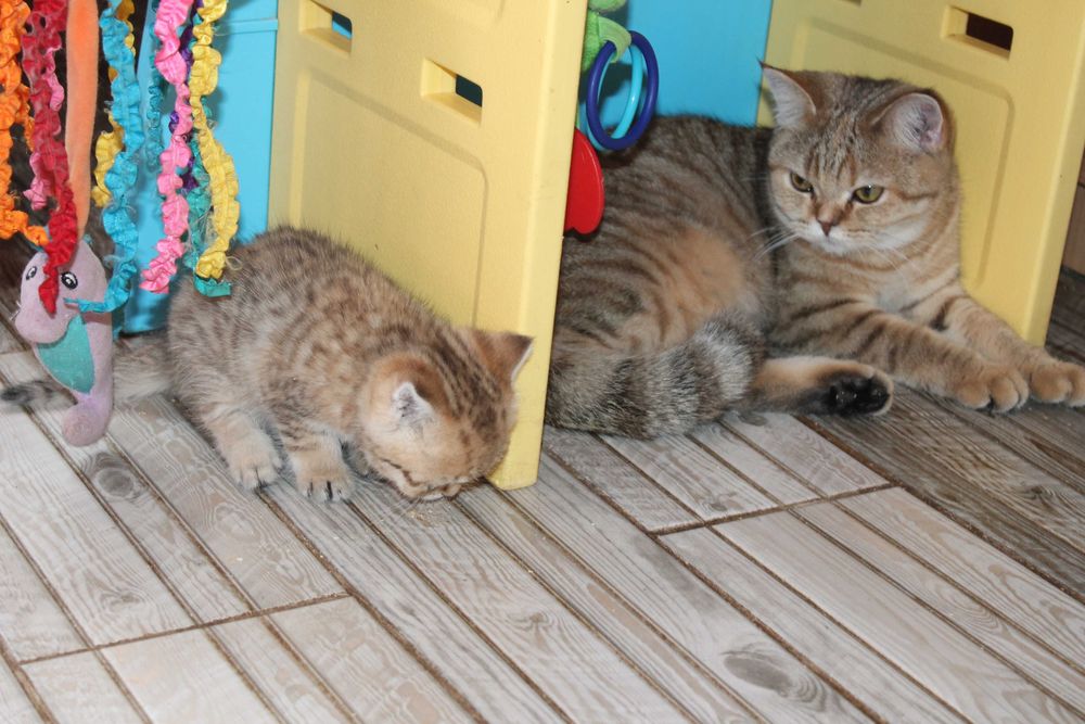 Шотландський котик добрячок