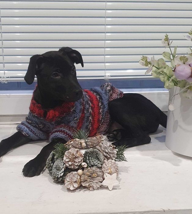 Ніка, цуценя-дівчинка шукає сім'ю