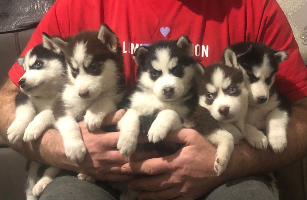 Хаскі сибірський