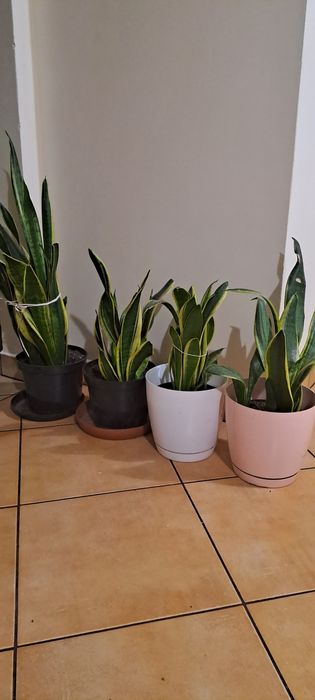 Sansewieria zeylanica i gwinejska (język teściowej]