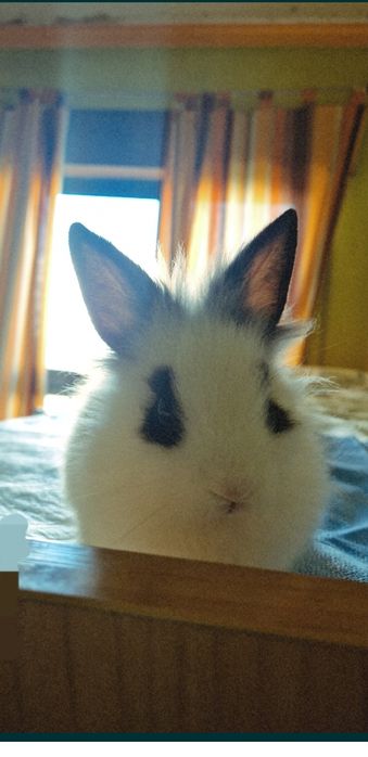 Coelhos Para doação