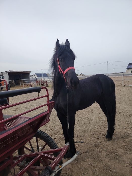 Sprzedam klacz fryzyjska