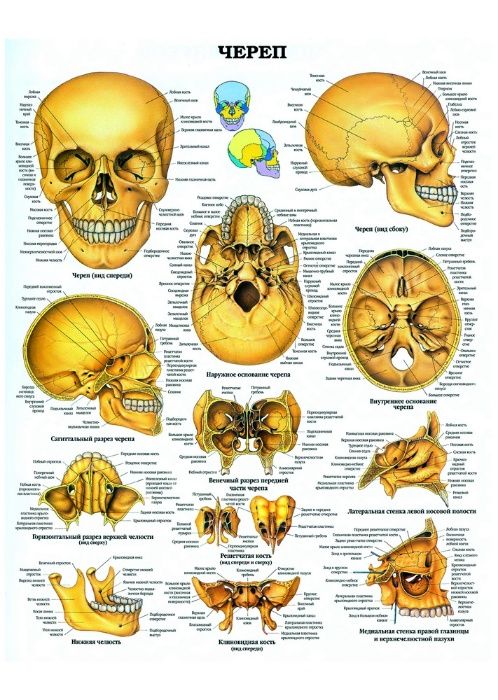 Продам Анатомические и медицинские плакаты