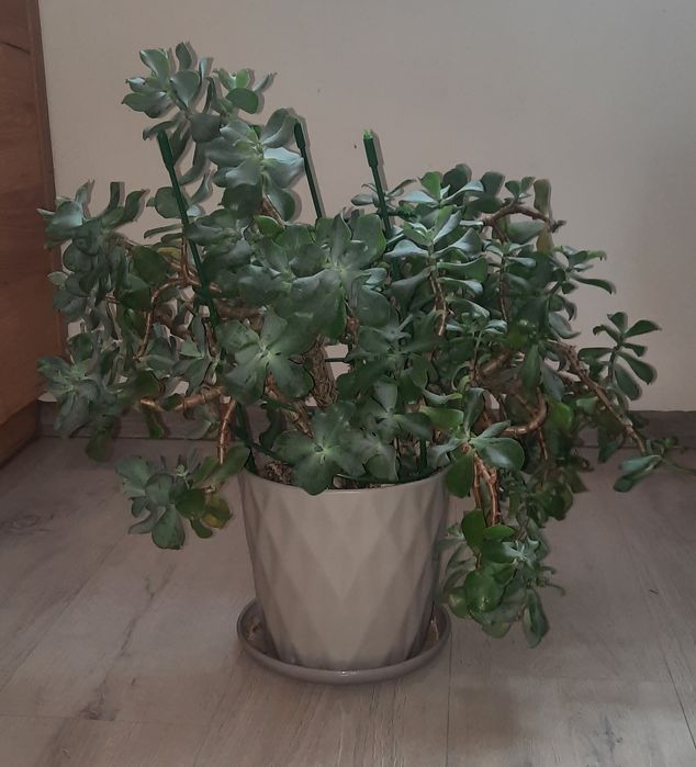 Duży sukulent Crassula Arborescens Grubosz