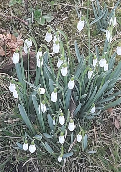 Przebiśniegi, , kwitnąca sadzonka, przy zakupie 10 szt, 1 gratis