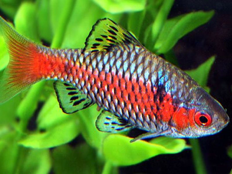 Барбус одеський рибка акваріумна